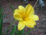 yellowflower.jpg