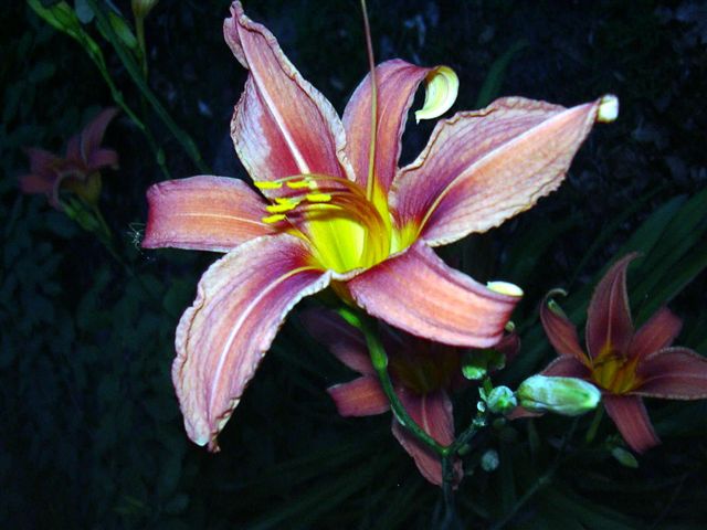 flower.jpg