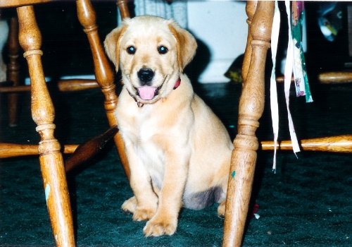 ginger1.jpg