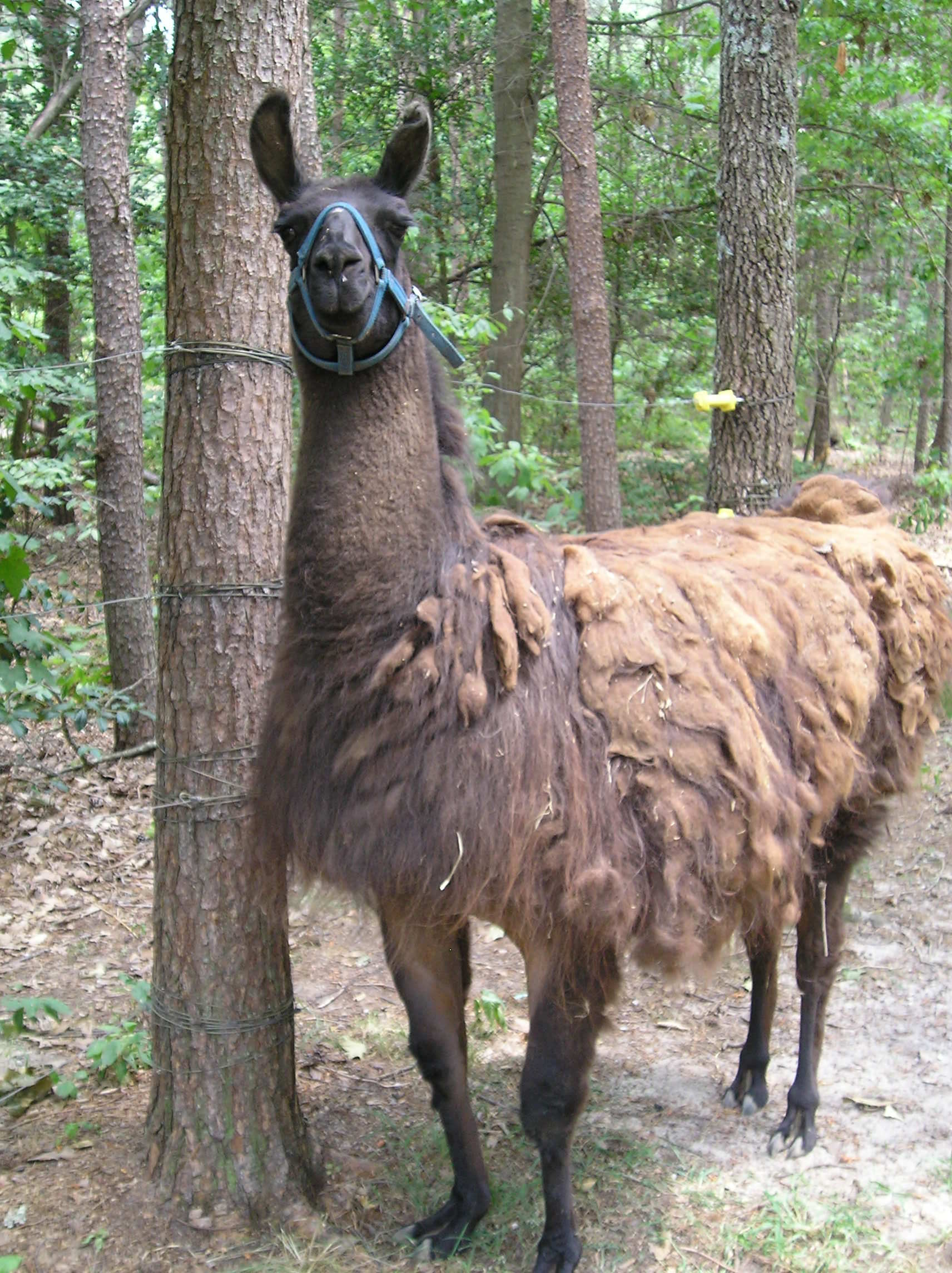 hansy2.jpg