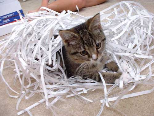kitty2.jpg