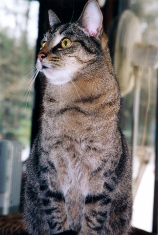 simba4.jpg