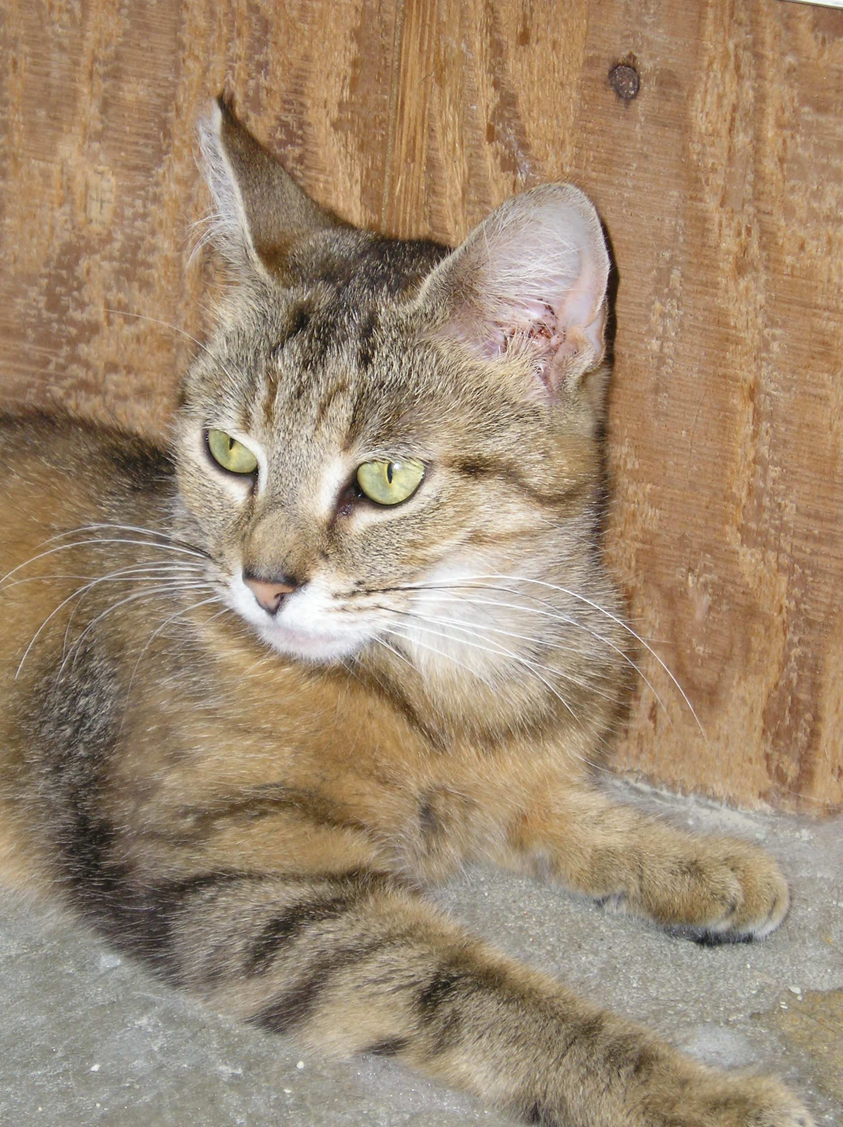 tabby.jpg