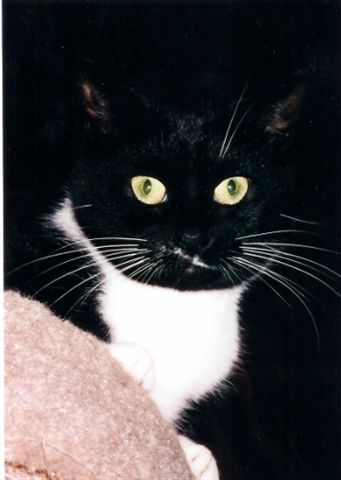 xenagoldeneyes.jpg